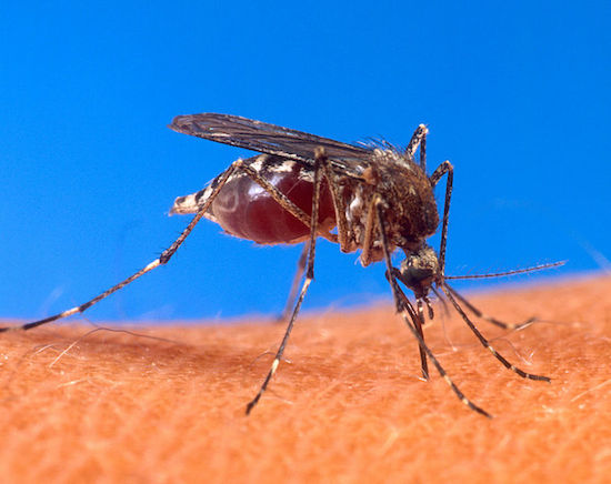 Sim, o animal mais perigoso do mundo é o mosquito. Por transmitir diversos tipos de doença e propagar epidemias, os mosquitos matam mais de dois milhões de pessoas por ano. Elefantíase, malária, dengue e o vírus do Nilo Ocidental são apenas alguns dos males que esses bichinhos irritantes causam. Sim, o animal mais perigoso do mundo é o mosquito. Por transmitir diversos tipos de doença e propagar epidemias, os mosquitos matam mais de dois milhões de pessoas por ano. Elefantíase, malária, dengue e o vírus do Nilo Ocidental são apenas alguns dos males que esses bichinhos irritantes causam.
