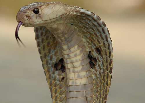 Existem mais de 450 espécies de cobras venenosas no mundo. Elas são responsáveis pela morte de mais de 100 mil pessoas todos os anos. As serpentes mais perigosas vivem na Ásia, na África e na América do Norte. A espécie que mais mata é a víbora-do-tapete, que faz a vítima sangrar até a morte. Já a mais venenosa é a Taipan, que vive na Austrália, mas seu temperamento recluso faz com que ela não ataque muitas pessoas. Existem mais de 450 espécies de cobras venenosas no mundo. Elas são responsáveis pela morte de mais de 100 mil pessoas todos os anos. As serpentes mais perigosas vivem na Ásia, na África e na América do Norte. A espécie que mais mata é a víbora-do-tapete, que faz a vítima sangrar até a morte. Já a mais venenosa é a Taipan, que vive na Austrália, mas seu temperamento recluso faz com que ela não ataque muitas pessoas.
