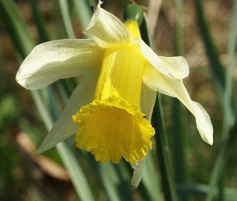 NARCISOS <BR>