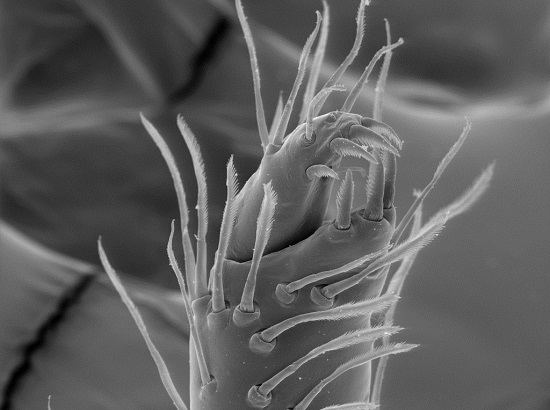 Um crustáceo comum na América do Sul. A foto é de Juliana Cristina Bertacini de Moraes. Um crustáceo comum na América do Sul. A foto é de Juliana Cristina Bertacini de Moraes.