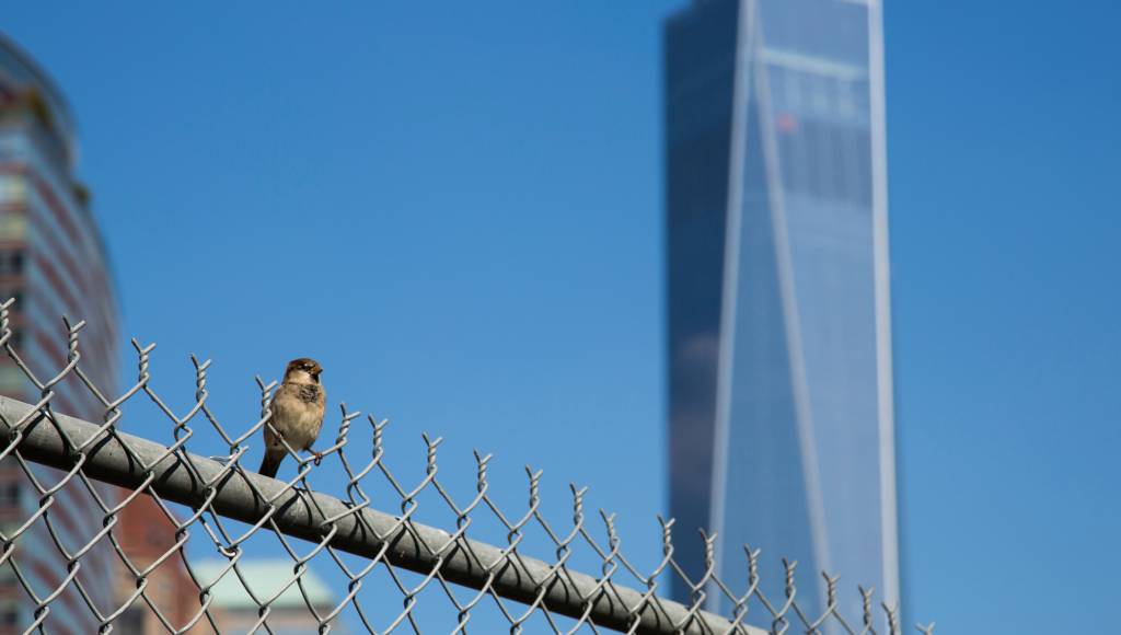 Pássaros que vivem na cidade são mais inteligentes e saudáveis do que os silvestres