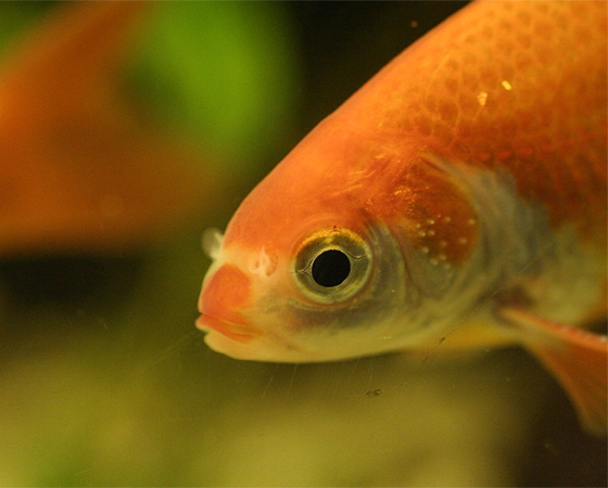 Os peixinhos-dourados ficam pálidos se mantidos em um ambiente com má iluminação. Como os humanos, eles também precisam de luz solar para manter o bronze. Ou melhor, o ouro. No caso deles, isso acontece por causa dos cromatóforos, células que armazenam pigmentos.