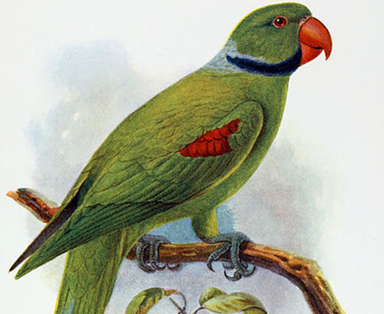 Periquito-das-Seychelles (Psittacula wardi) - extinto por volta de 1900. Periquito-das-Seychelles (Psittacula wardi) - extinto por volta de 1900.