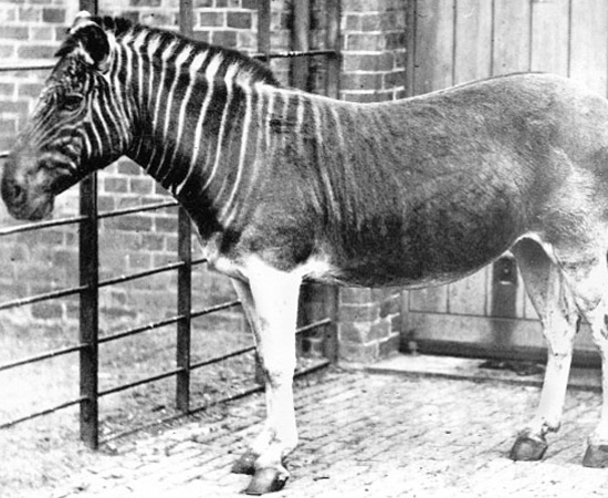 Quagga (Equus quagga quagga) - extinto em 1883. Quagga (Equus quagga quagga) - extinto em 1883.