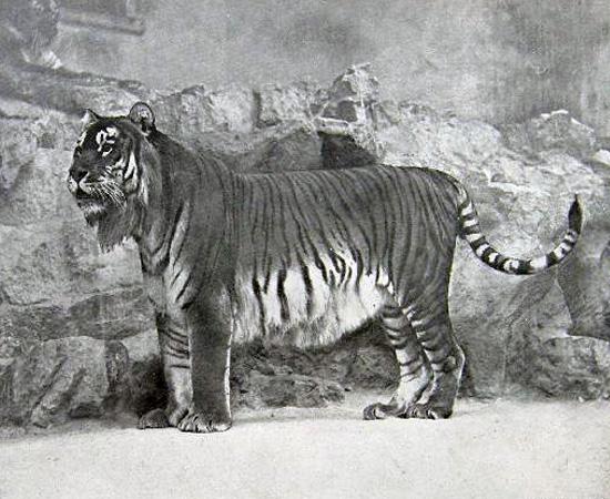 Tigre-do-cáspio (Panthera tigris virgata) - extinto nos anos 1960. Tigre-do-cáspio (Panthera tigris virgata) - extinto nos anos 1960.