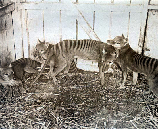 Tilacino (Thylacinus cynocephalus) - extinto em 1936. Tilacino (Thylacinus cynocephalus) - extinto em 1936.