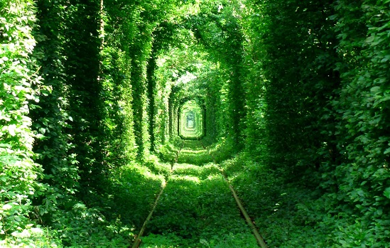 Famoso em todo o mundo, o Túnel do Amor fica em Klevan, na Ucrânia. Um trem passa pelos trilhos que ficam dentro do túnel formado pelas árvores. Famoso em todo o mundo, o Túnel do Amor fica em Klevan, na Ucrânia. Um trem passa pelos trilhos que ficam dentro do túnel formado pelas árvores.
