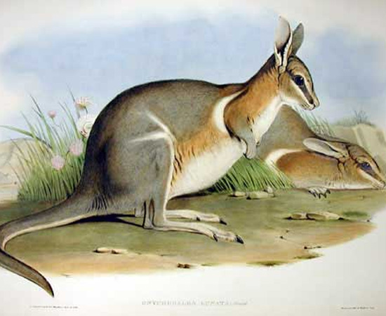 Wallaby-rabo-de-prego-crescente (Onychogalea lunata) - extinto em 1956. Wallaby-rabo-de-prego-crescente (Onychogalea lunata) - extinto em 1956.