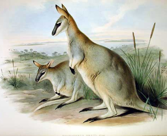 Wallaby-toolache (Macropus greyi) - extinto em 1943. Wallaby-toolache (Macropus greyi) - extinto em 1943.