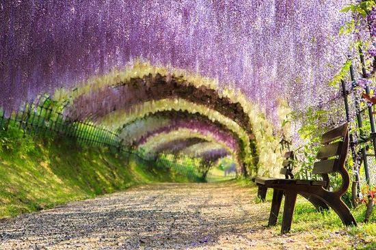 Tochigi, cidade de 80 mil habitantes do Japão, é famosa por esse cenário espetacular: o Túnel Wisteria. Tochigi, cidade de 80 mil habitantes do Japão, é famosa por esse cenário espetacular: o Túnel Wisteria.