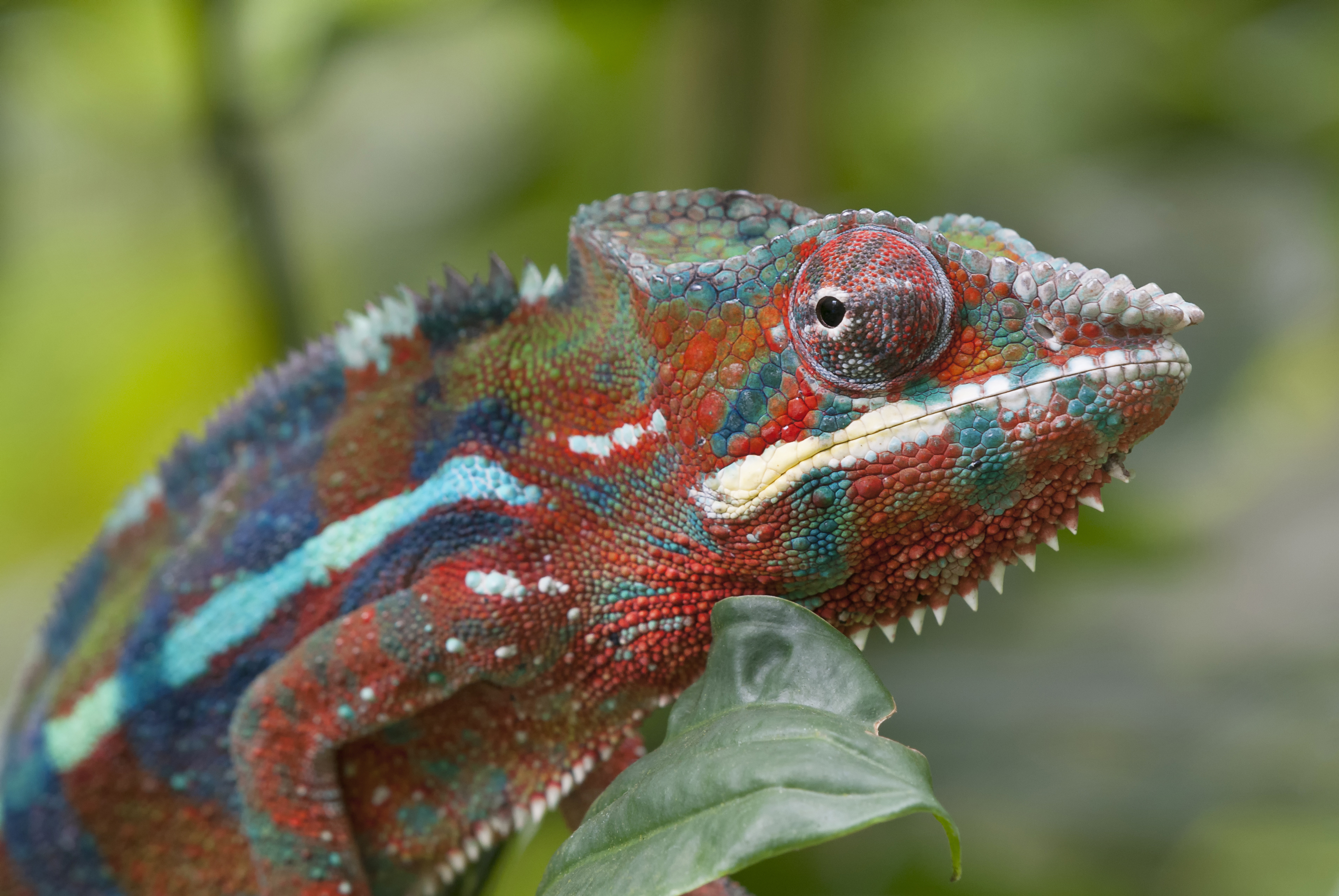 Camale&atilde;o Pantera