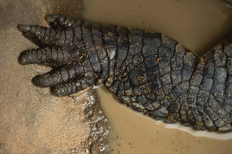 Esta pata de cinco dedos pertence ao Crocodilo de água salgada. Ele é um dos maiores répteis presentes na natureza. E sim, no caso desses crocodilos, tamanho é documento – são muito perigosos, suas presas podem ser desde pequenos anfíbios até animais de grande porte como búfalos e macacos.