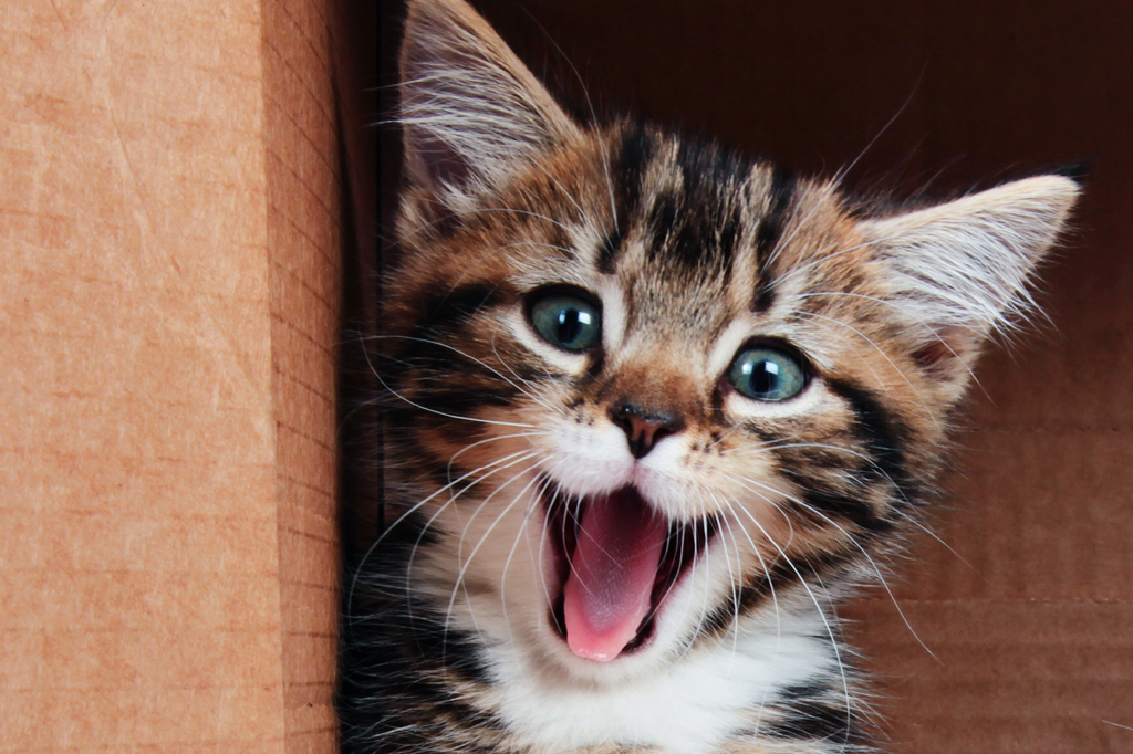 Os poderes mágicos da língua do seu gato