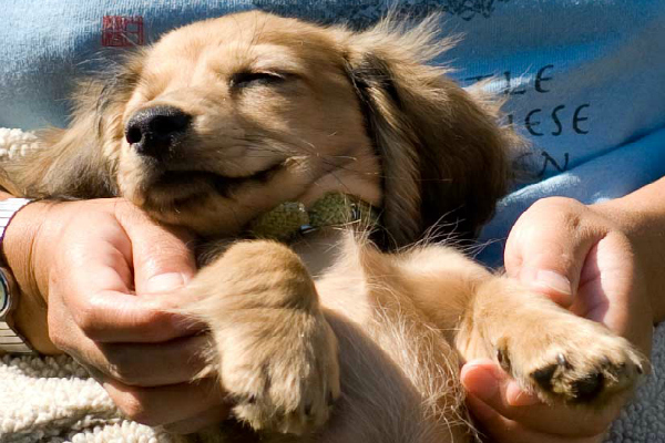 cachorrofofo