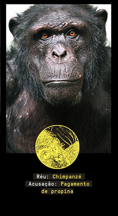 chimp