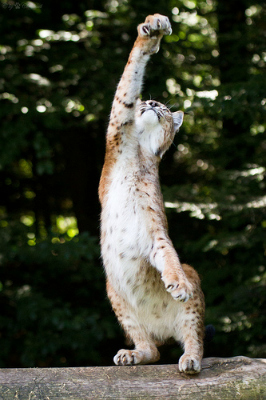 dança-gato