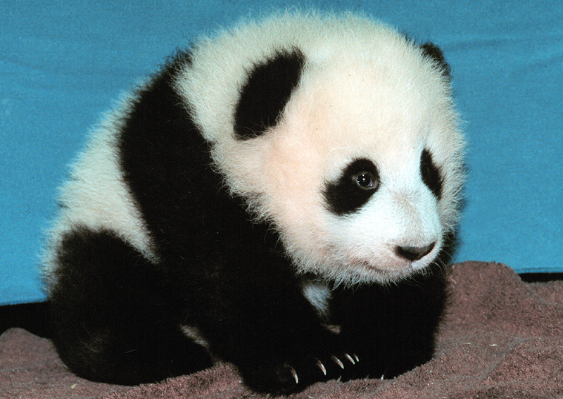 panda