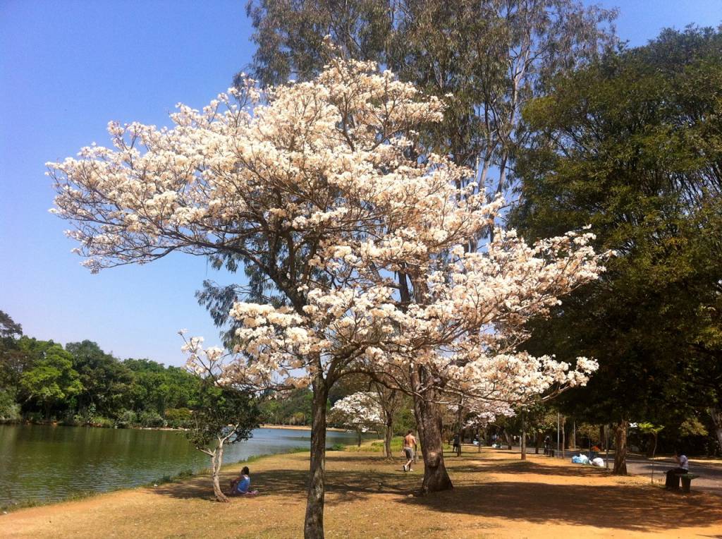 parque-ibirapuera-lago-arvores-lazer