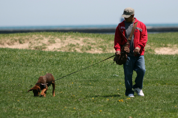 Passear com cachorro deixa você mais atraente