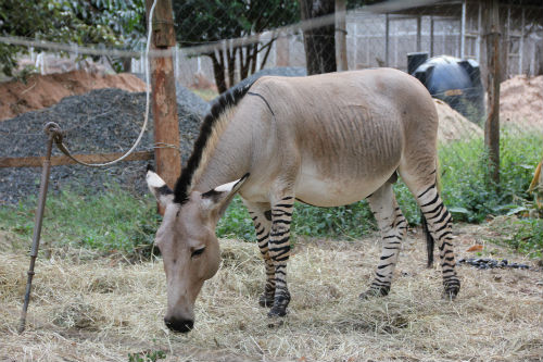 zebroid