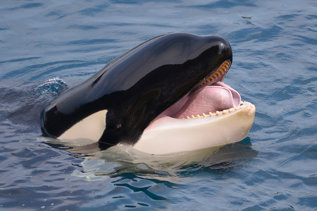 Baleias orcas também passam pela menopausa