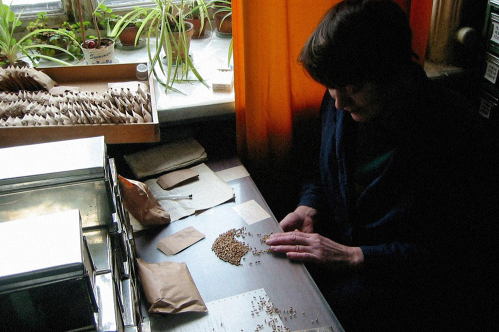 Instituto russo guarda sementes de plantas extintas pela guerra