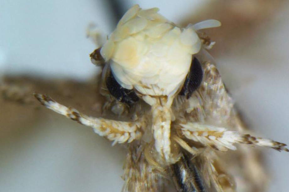 Neopalpa donaldtrump Neopalpa donaldtrump