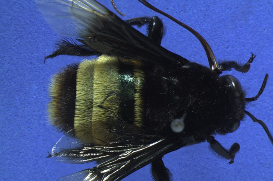 Eulaema quadragintanovem Eulaema quadragintanovem