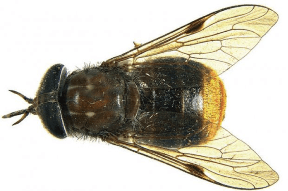 Scaptia beyoncea Scaptia beyoncea