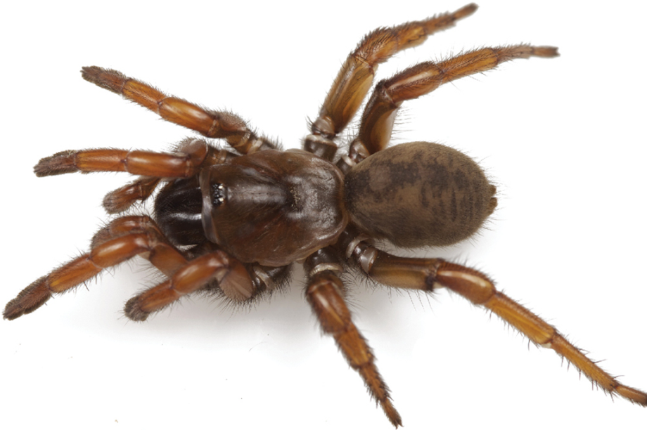 Aptostichus angelinajolieae Aptostichus angelinajolieae