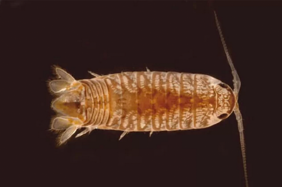 Cirolana mercuryi Cirolana mercuryi