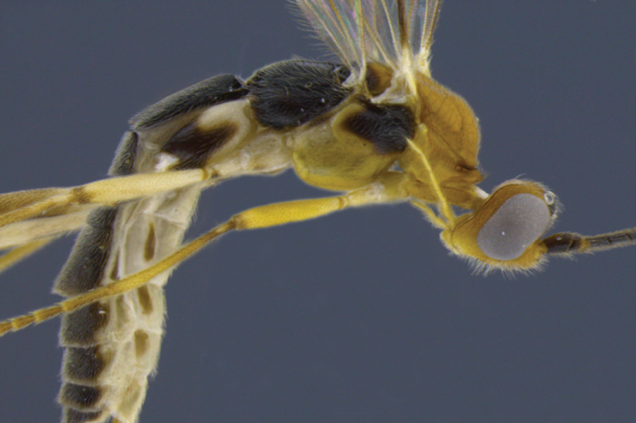 Aleiodes shakirae Aleiodes shakirae