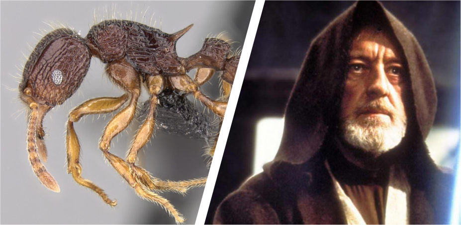 A Força é forte na <em>Tetramorium jedi</em>, formiga que vive nas florestas tropicais de Madagascar. "A nova espécie foi nomeada com base nos sábios guardiões da paz de <em>Star Wars</em>", escreveram os pesquisadores que <a href="https://www.antwiki.org/wiki/images/d/d6/Hita_Garcia_&_Fisher_2012b.pdf" target="_blank" rel="noopener">revelaram o inseto ao mundo em 2012</a>.