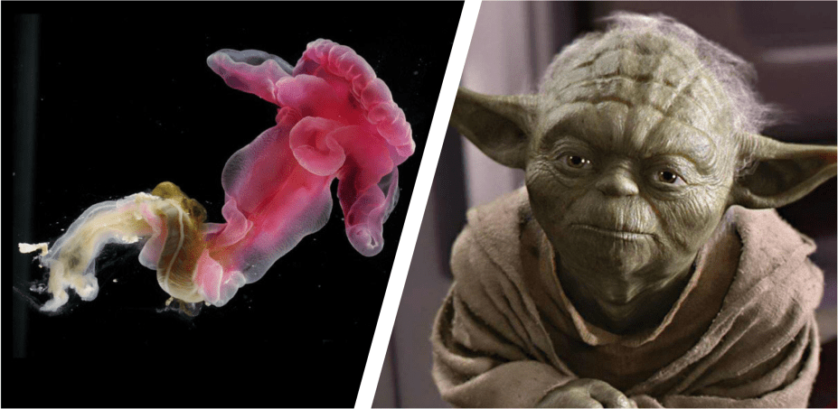 Este verme marinho (<em>Yoda purpurata</em>) é o único invertebrado da lista, <a href="https://onlinelibrary.wiley.com/doi/10.1111/j.1744-7410.2012.00266.x/abstract" target="_blank" rel="noopener">descoberto em 2012</a> nas profundezas do Atlântico Norte. As asas do bicho lembram as orelhas características do pequeno grande mestre Jedi.