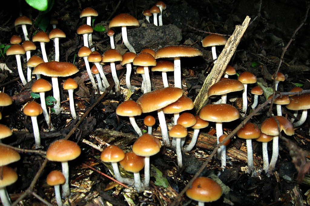 Cogumelo mágico é a droga mais segura do mundo
