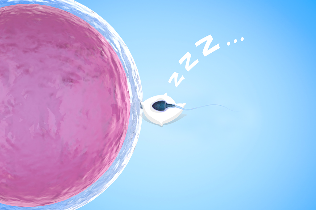 Contraceptivo unissex e à base de plantas dopa espermatozoides