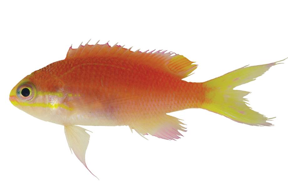 Tosanoides obama Tosanoides obama