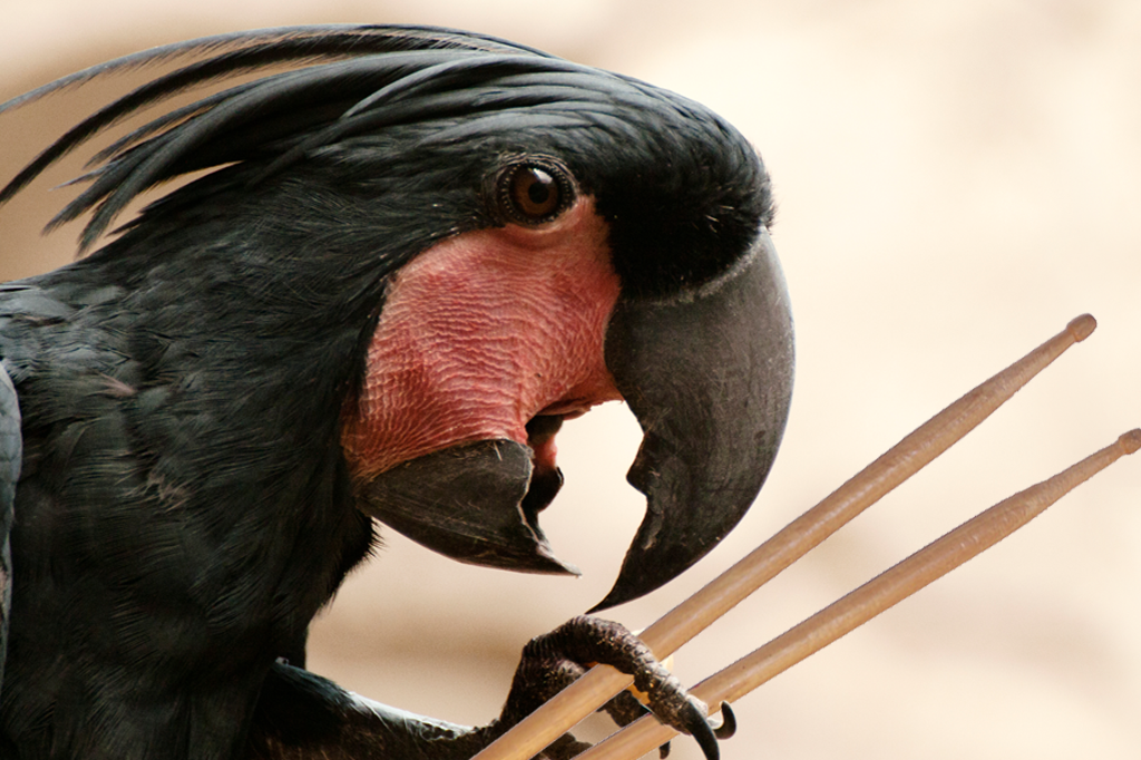 Cacatuas atraem parceiros com solos de bateria