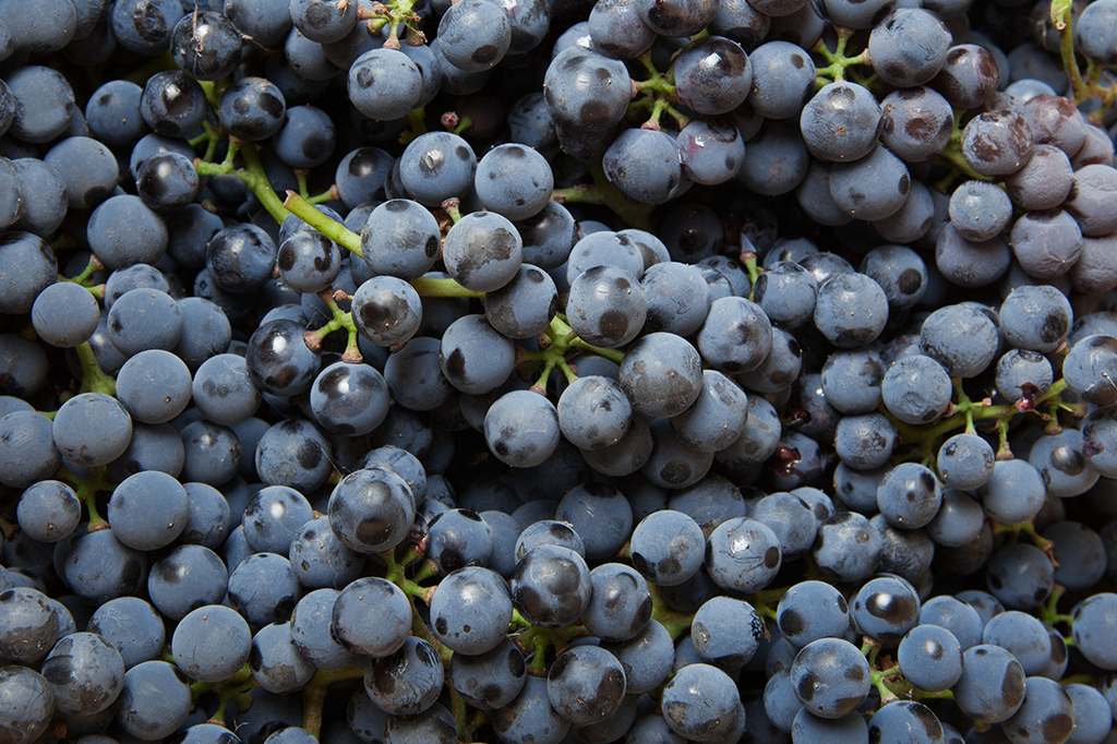 SI_Rejuvenescimento_feira_2 <strong>Doses diárias de resveratrol, encontrado na casca das uvas tintas, deu aos ratos uma imunidade turbinada contra dietas lotadas de açúcar e gordura.</strong>