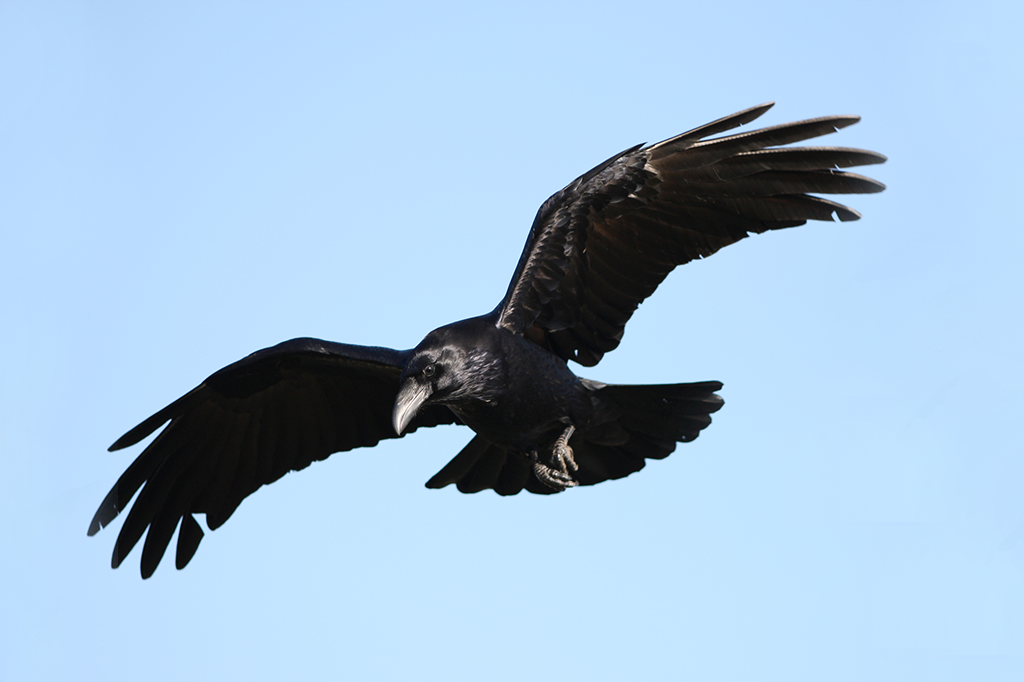 Corvos raciocinam e fazem planos para o futuro
