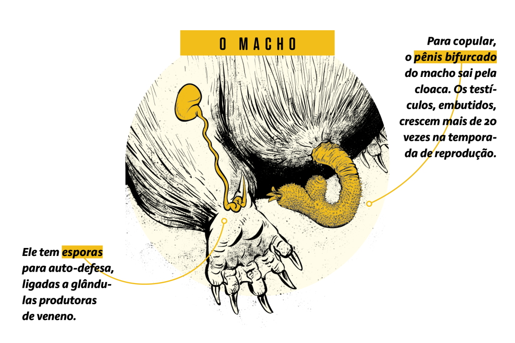 Uma breve história do ornitorrinco