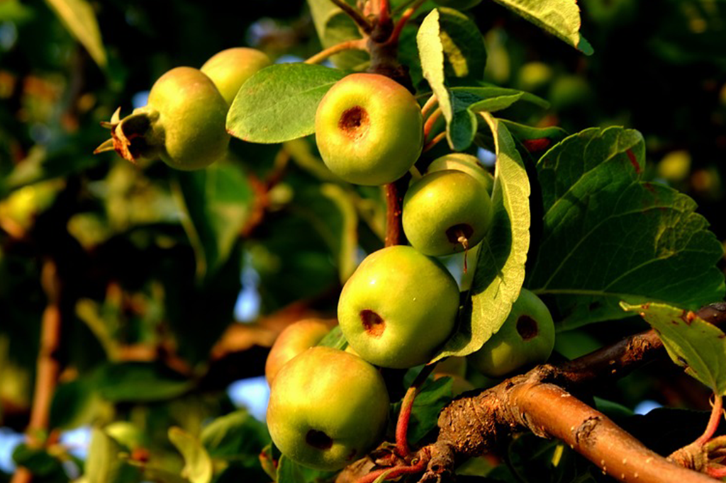 Descoberta a “mãe” de todas as maçãs – ela é do Cazaquistão