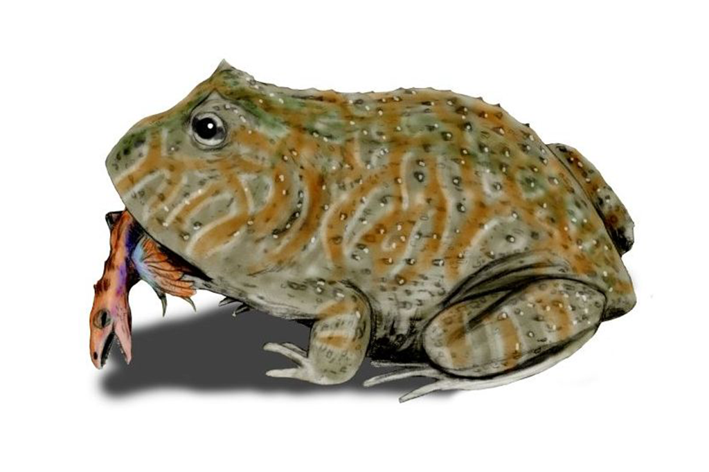 Beelzebufo: o sapo-boi de 68 milhões de anos que comia dinossauros