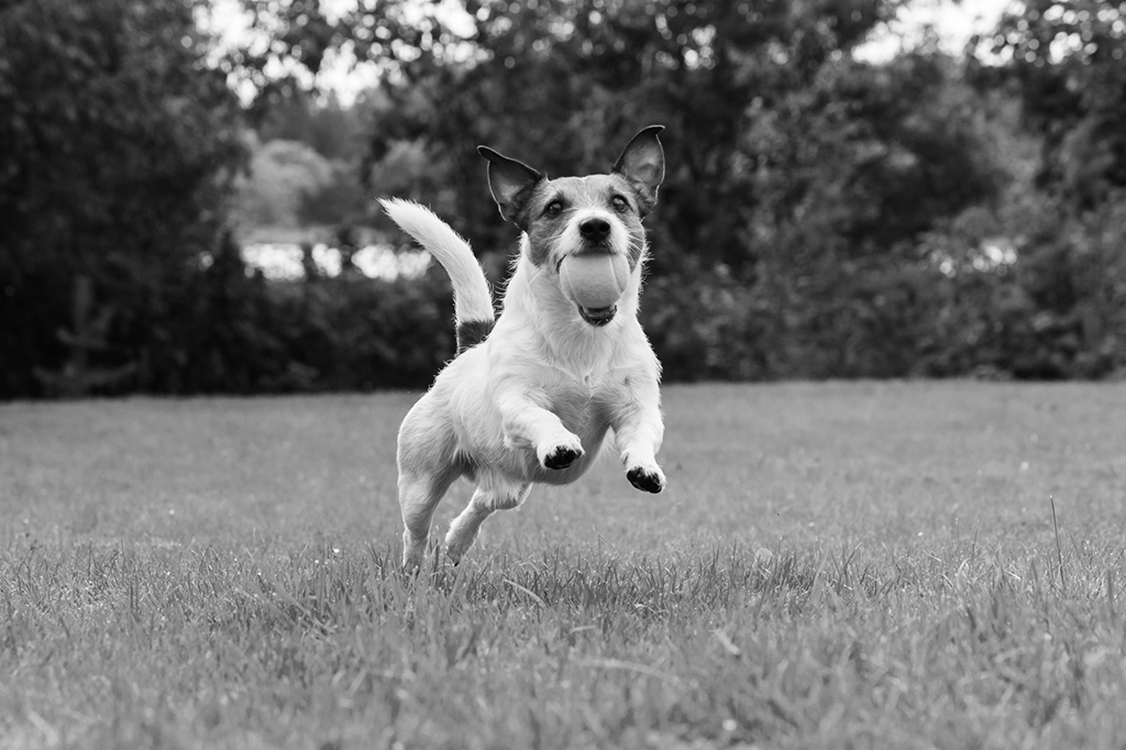 “Vi meu cachorro morrer e não consigo mais tirar isso da cabeça”