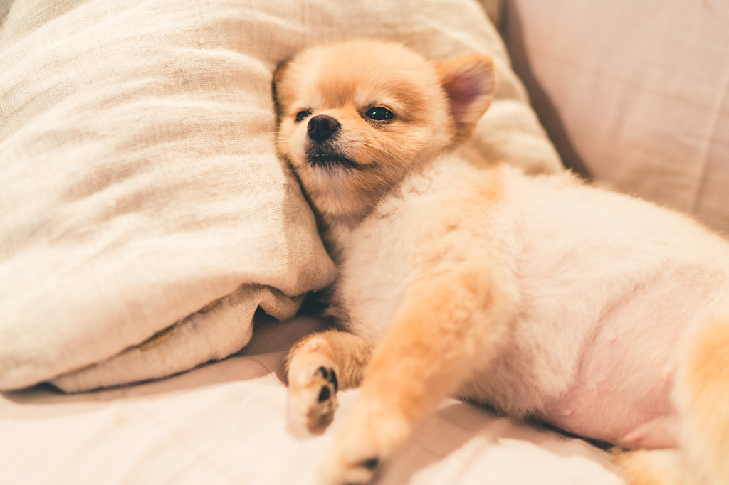 Cachorros também dormem mal quando têm um dia ruim