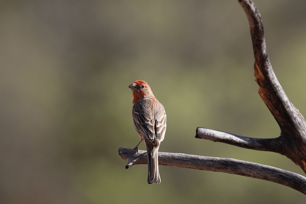Pássaros urbanos usam bitucas de cigarro para fumigar seus ninhos
