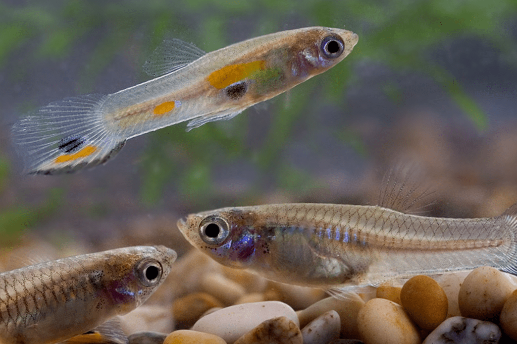 Peixe prolonga sua gestação para proteger filhotes da fome
