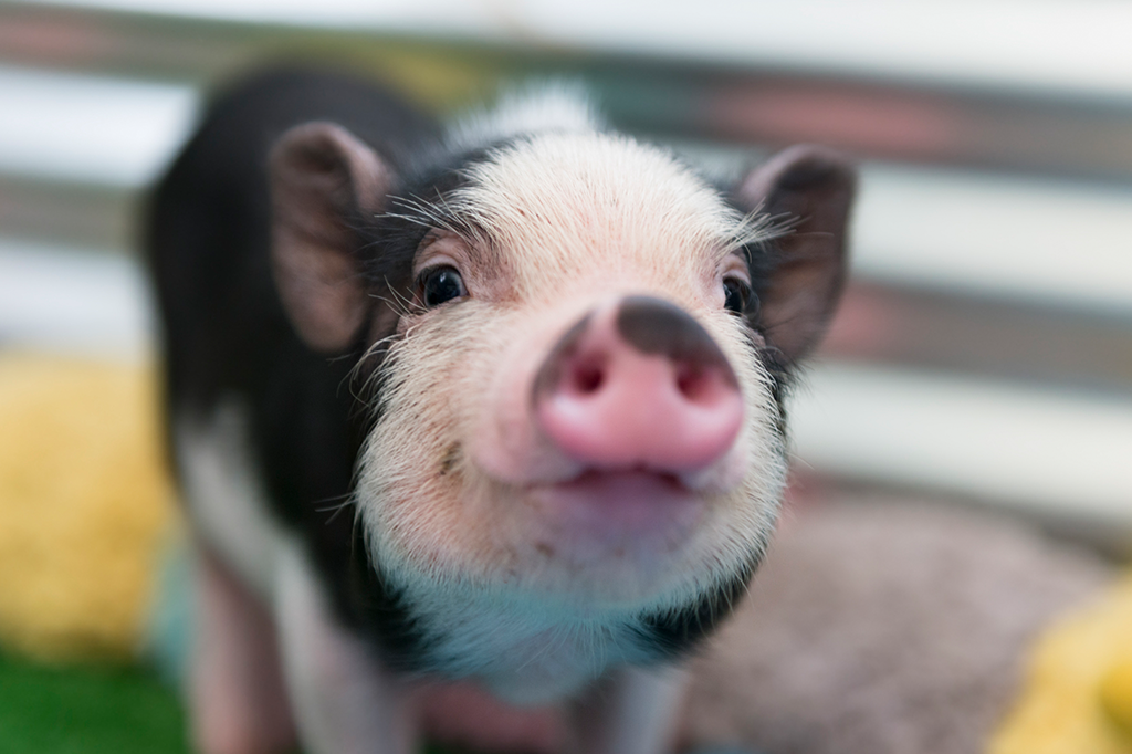 Por que os cofres têm formato de porquinho?