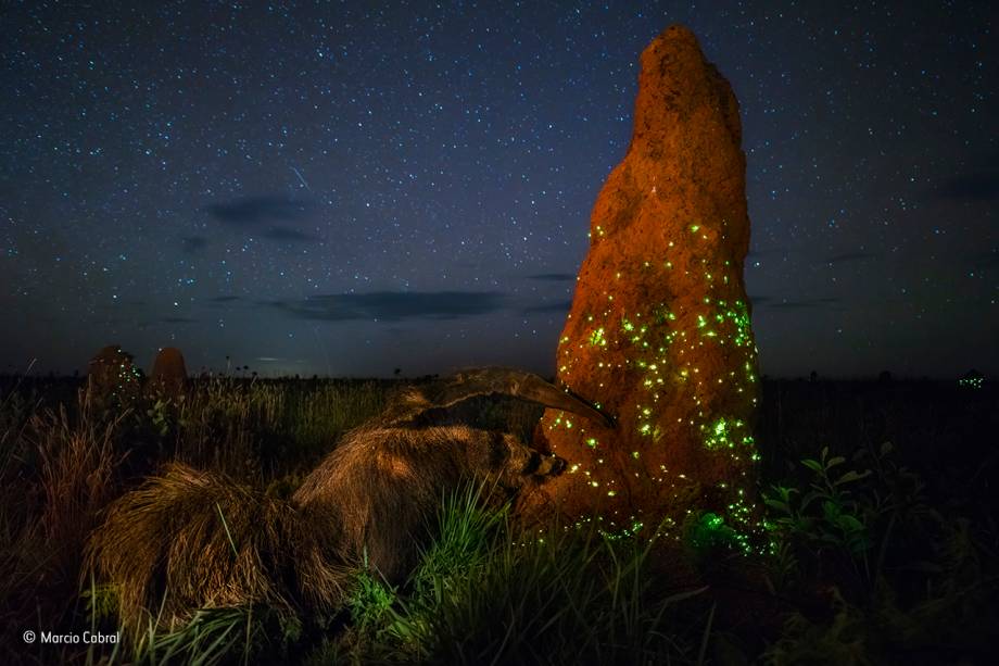 A foto foi feita no Parque Nacional das Emas, em Goiás, por um brasileiro. Após uma chuva, um tamanduá se prepara para devorar uma pequena população de insetos bioluminescentes – isto é, que produzem a própria luz.