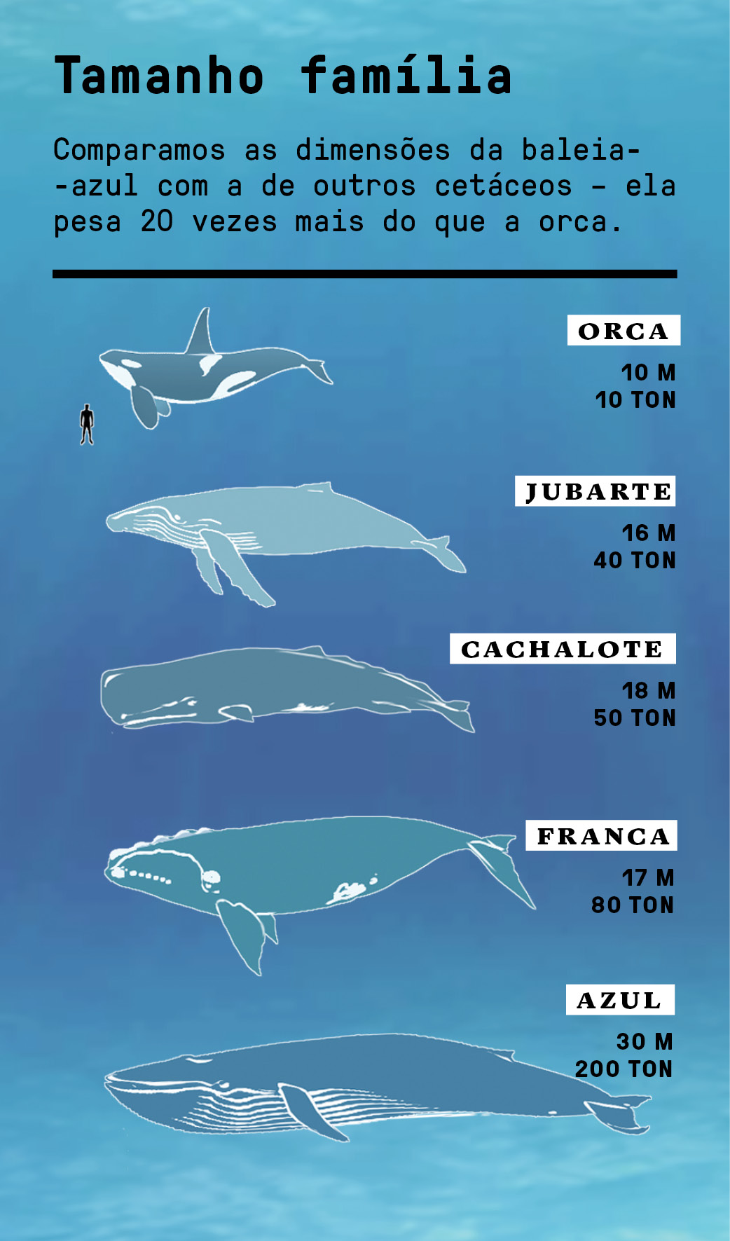 Por dentro de uma baleia-azul